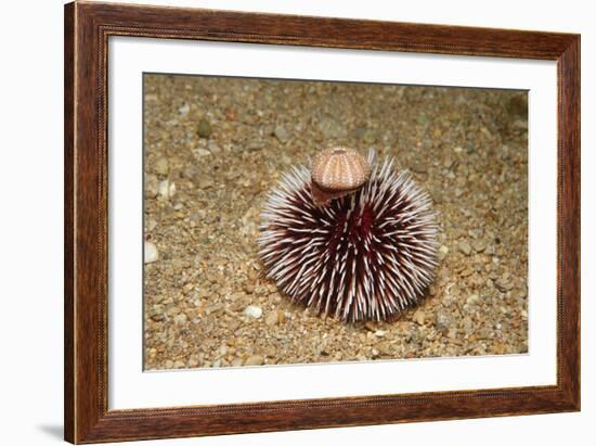 Violet Sea Urchin Living Animal and its Test or Shell on its Top (Sphaerechinus Granularis)-Reinhard Dirscherl-Framed Photographic Print