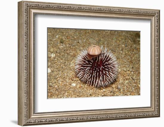 Violet Sea Urchin Living Animal and its Test or Shell on its Top (Sphaerechinus Granularis)-Reinhard Dirscherl-Framed Photographic Print