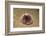 Violet Sea Urchin Living Animal and its Test or Shell on its Top (Sphaerechinus Granularis)-Reinhard Dirscherl-Framed Photographic Print