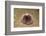 Violet Sea Urchin Living Animal and its Test or Shell on its Top (Sphaerechinus Granularis)-Reinhard Dirscherl-Framed Photographic Print