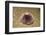 Violet Sea Urchin Living Animal and its Test or Shell on its Top (Sphaerechinus Granularis)-Reinhard Dirscherl-Framed Photographic Print