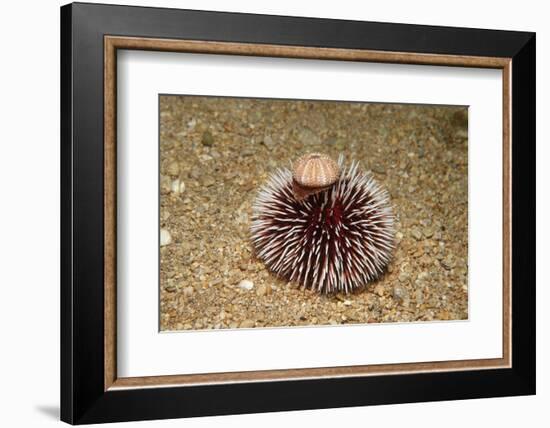 Violet Sea Urchin Living Animal and its Test or Shell on its Top (Sphaerechinus Granularis)-Reinhard Dirscherl-Framed Photographic Print