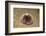 Violet Sea Urchin Living Animal and its Test or Shell on its Top (Sphaerechinus Granularis)-Reinhard Dirscherl-Framed Photographic Print