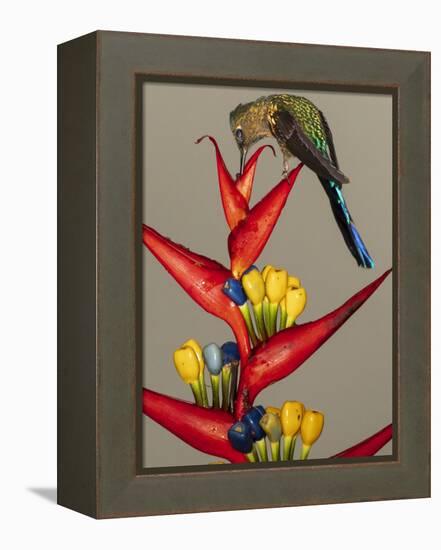 Violet-tailed sylph, Ecuador-Art Wolfe Wolfe-Framed Premier Image Canvas