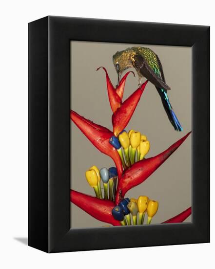 Violet-tailed sylph, Ecuador-Art Wolfe Wolfe-Framed Premier Image Canvas