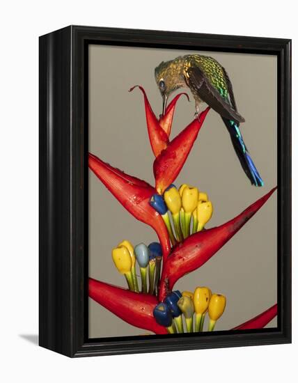 Violet-tailed sylph, Ecuador-Art Wolfe Wolfe-Framed Premier Image Canvas