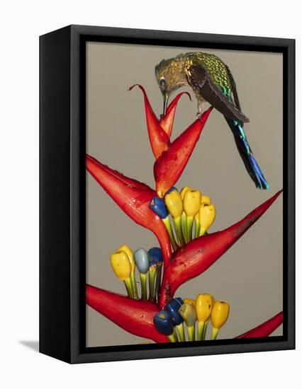 Violet-tailed sylph, Ecuador-Art Wolfe Wolfe-Framed Premier Image Canvas