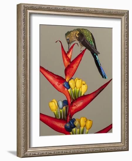 Violet-tailed sylph, Ecuador-Art Wolfe Wolfe-Framed Photographic Print