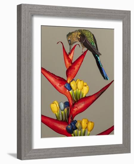 Violet-tailed sylph, Ecuador-Art Wolfe Wolfe-Framed Photographic Print