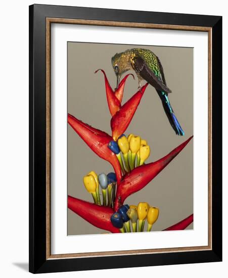 Violet-tailed sylph, Ecuador-Art Wolfe Wolfe-Framed Photographic Print