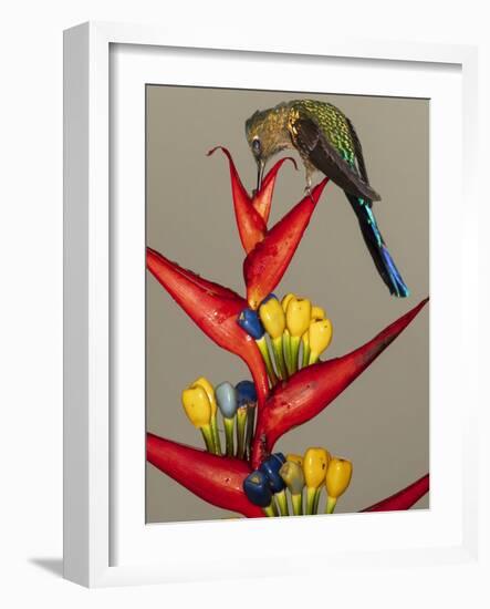 Violet-tailed sylph, Ecuador-Art Wolfe Wolfe-Framed Photographic Print