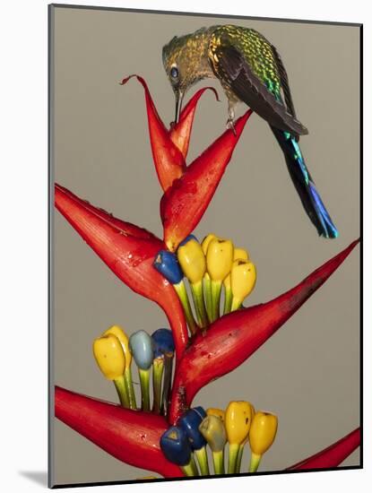 Violet-tailed sylph, Ecuador-Art Wolfe Wolfe-Mounted Photographic Print