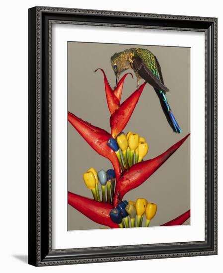 Violet-tailed sylph, Ecuador-Art Wolfe Wolfe-Framed Photographic Print