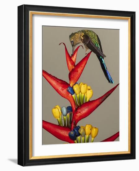 Violet-tailed sylph, Ecuador-Art Wolfe Wolfe-Framed Photographic Print