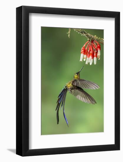 Violet-Tailed Sylph Hummingbird (Aglaiocercus Coelestis) Hummingbird Adult Male-Melvin Grey-Framed Photographic Print