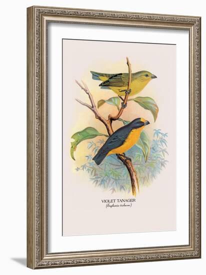 Violet Tanager-Arthur G. Butler-Framed Art Print