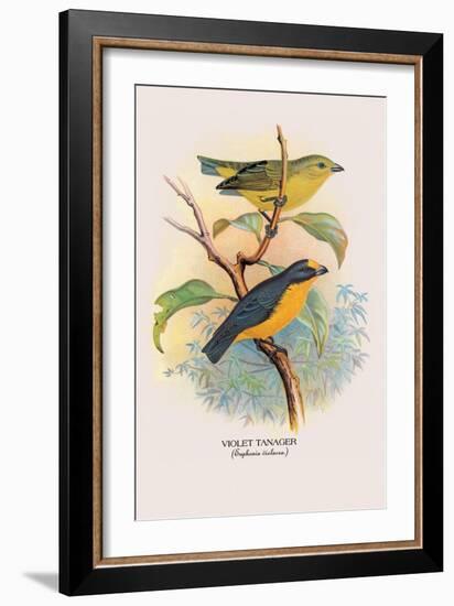 Violet Tanager-Arthur G. Butler-Framed Art Print