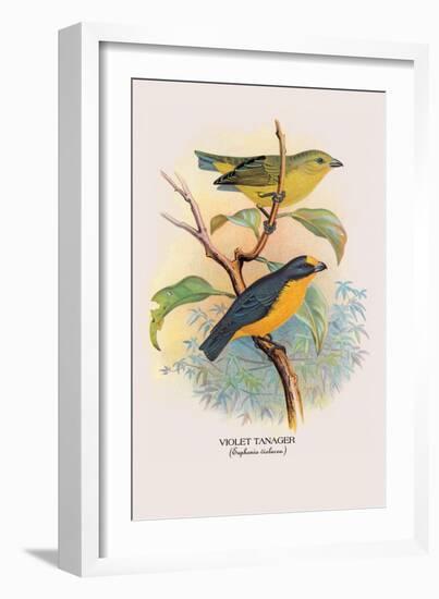 Violet Tanager-Arthur G. Butler-Framed Art Print