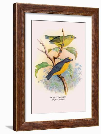 Violet Tanager-Arthur G. Butler-Framed Art Print