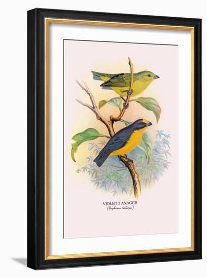 Violet Tanager-Arthur G. Butler-Framed Art Print