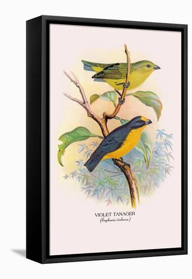 Violet Tanager-Arthur G. Butler-Framed Stretched Canvas