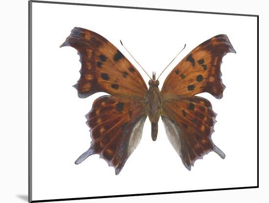 Violet Tip Butterfly (Polygonia Interrogationis), Question-Mark Butterfly, Insects-Encyclopaedia Britannica-Mounted Art Print