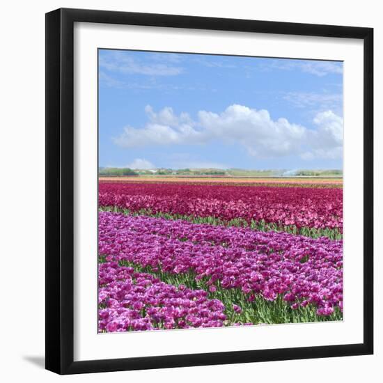 Violet Tulip Fields-Cora Niele-Framed Giclee Print