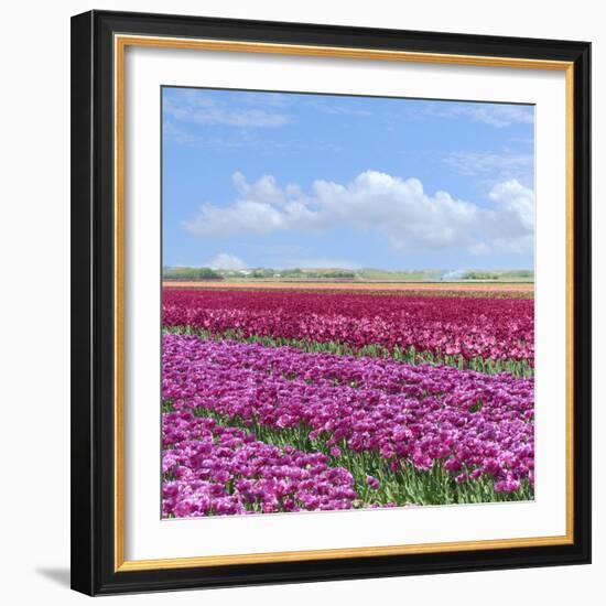 Violet Tulip Fields-Cora Niele-Framed Giclee Print