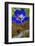 Violet-Andr? Burian-Framed Photographic Print