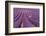 Violet-Massimo Della Latta-Framed Photographic Print