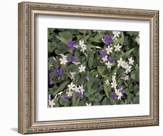 Violets and Spring Beauties, Daniel Boone National Forest, Kentucky, USA-Adam Jones-Framed Photographic Print