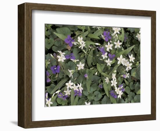 Violets and Spring Beauties, Daniel Boone National Forest, Kentucky, USA-Adam Jones-Framed Photographic Print