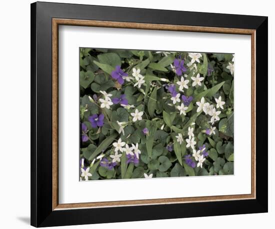 Violets and Spring Beauties, Daniel Boone National Forest, Kentucky, USA-Adam Jones-Framed Photographic Print