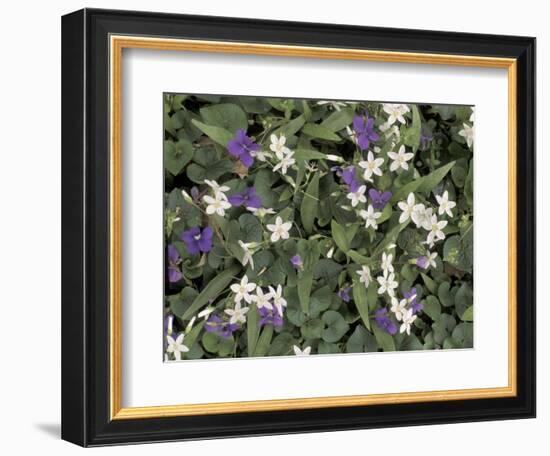 Violets and Spring Beauties, Daniel Boone National Forest, Kentucky, USA-Adam Jones-Framed Photographic Print