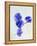 Violets, Blossoms, Violet, Blue, Viola Odorata-Axel Killian-Framed Premier Image Canvas