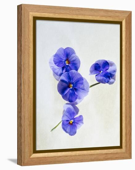 Violets, Blossoms, Violet, Blue, Viola Odorata-Axel Killian-Framed Premier Image Canvas