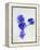 Violets, Blossoms, Violet, Blue, Viola Odorata-Axel Killian-Framed Premier Image Canvas