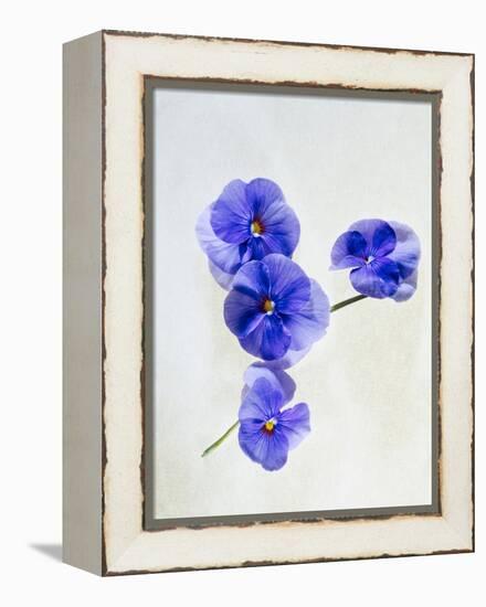 Violets, Blossoms, Violet, Blue, Viola Odorata-Axel Killian-Framed Premier Image Canvas