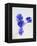 Violets, Blossoms, Violet, Blue, Viola Odorata-Axel Killian-Framed Premier Image Canvas