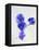 Violets, Blossoms, Violet, Blue, Viola Odorata-Axel Killian-Framed Premier Image Canvas