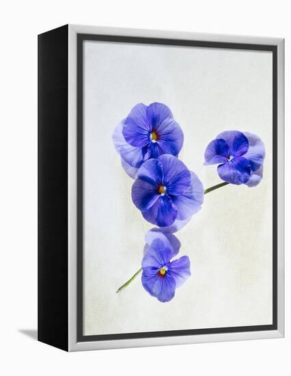 Violets, Blossoms, Violet, Blue, Viola Odorata-Axel Killian-Framed Premier Image Canvas