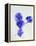 Violets, Blossoms, Violet, Blue, Viola Odorata-Axel Killian-Framed Premier Image Canvas