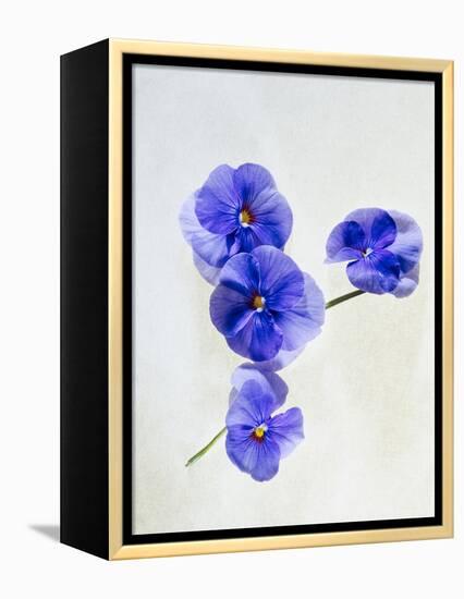 Violets, Blossoms, Violet, Blue, Viola Odorata-Axel Killian-Framed Premier Image Canvas