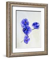 Violets, Blossoms, Violet, Blue, Viola Odorata-Axel Killian-Framed Photographic Print