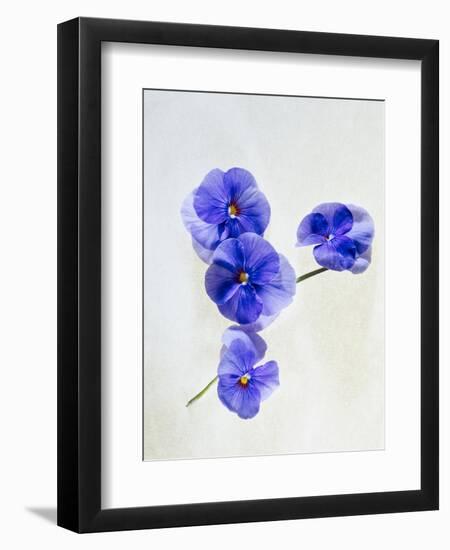 Violets, Blossoms, Violet, Blue, Viola Odorata-Axel Killian-Framed Photographic Print