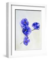 Violets, Blossoms, Violet, Blue, Viola Odorata-Axel Killian-Framed Photographic Print