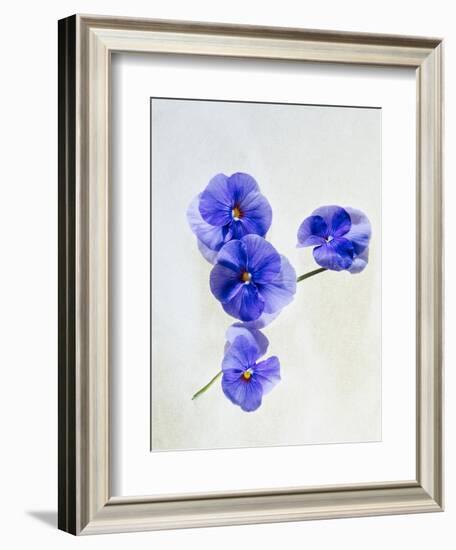 Violets, Blossoms, Violet, Blue, Viola Odorata-Axel Killian-Framed Photographic Print