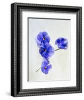 Violets, Blossoms, Violet, Blue, Viola Odorata-Axel Killian-Framed Photographic Print