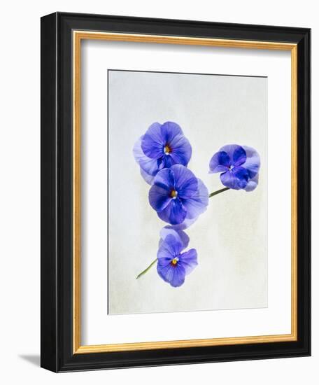 Violets, Blossoms, Violet, Blue, Viola Odorata-Axel Killian-Framed Photographic Print