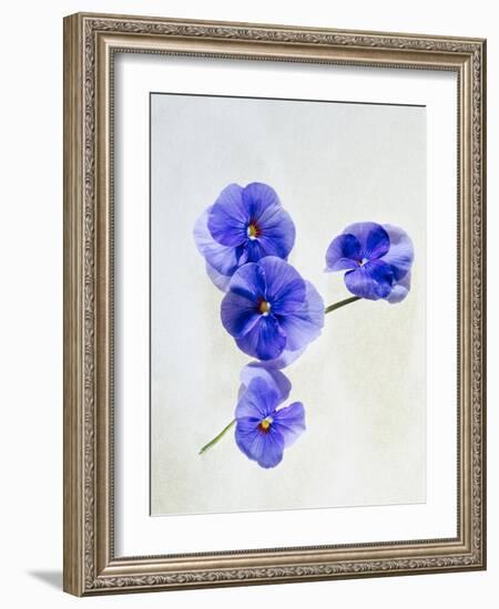 Violets, Blossoms, Violet, Blue, Viola Odorata-Axel Killian-Framed Photographic Print